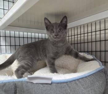 Rescue Domestic Short Hair Cats for Adoption in Neenah, Wisconsin - Kathy | PetCurious
