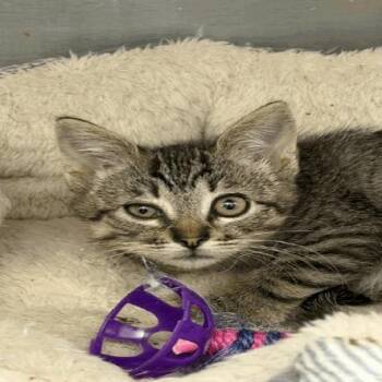 Olive -  Domestic Short Hair Cat for Adoption in Buellton, California - Olive | PetCurious