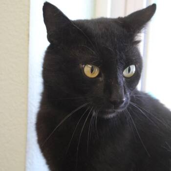 Domestic Short Hair Cats Available for Adoption in Weaverville, California - Salem | PetCurious
