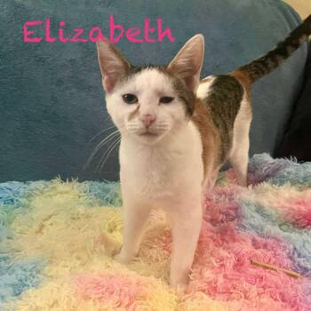 Rescue Calico Cats for Adoption in Pekin, Illinois - Elizabeth | PetCurious