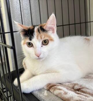 Domestic Short Hair Cats Available for Adoption in Cumberland, Maine - Pheobe | PetCurious