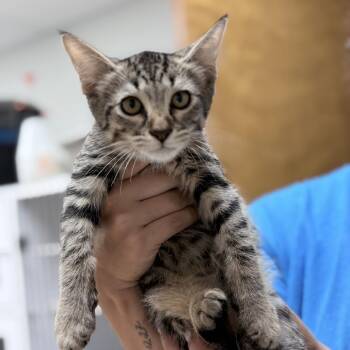 Timmy-2228 -  Domestic Short Hair Cat for Adoption in Tyler, Texas - Timmy-2228 | PetCurious