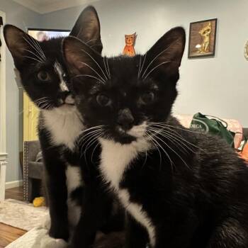 Lip Gallagher -  Domestic Short Hair Cat for Adoption in Hopkinton, Massachusetts - Lip Gallagher | PetCurious