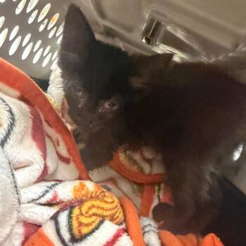 Domestic Medium Hair Cats Available for Adoption in Columbus, Georgia - 05/29/2026-Stray-VictoryDrive | PetCurious