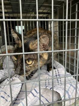 Domestic Medium Hair Cats Available for Adoption - CHIS DA MAMA | PetCurious