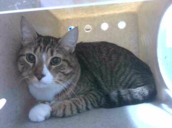 Domestic Short Hair Cats Available for Adoption in Tallahassee, Florida - RIDER | PetCurious