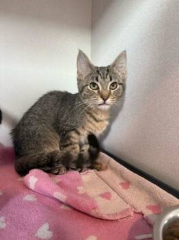Rescue Domestic Short Hair Cats for Adoption in Louisville, Kentucky - Spanky | PetCurious