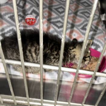 Rescue Domestic Short Hair Cats for Adoption in Hannibal, Missouri - Venus | PetCurious