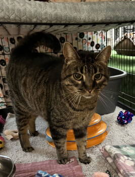 Rescue Domestic Short Hair Cats for Adoption in Blasdell, New York - Sydney | PetCurious