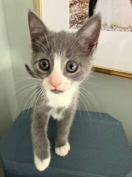 Domestic Short Hair Cats Available for Adoption in Columbia, South Carolina - PG | PetCurious