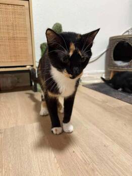Mosaic (Artsy Fartsy Bunch) -  Domestic Short Hair Cat for Adoption in Blanchard, Oklahoma - Mosaic (Artsy Fartsy Bunch) | PetCurious