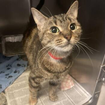 Cake -  Domestic Short Hair Cat for Adoption in Chicago, Illinois - Cake | PetCurious