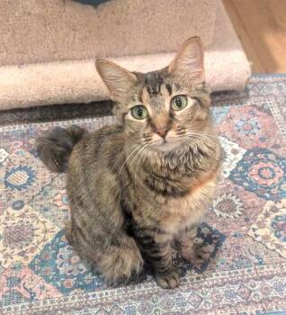 Rescue Domestic Medium Hair and Tabby Cats for Adoption in Plano, Texas - STARBURST - PRETTY SWEET YOUNG ADULT | PetCurious