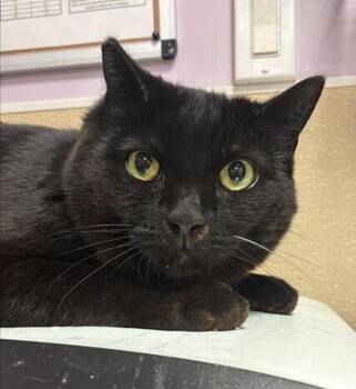 Domestic Medium Hair Cats Available for Adoption - Raven | PetCurious