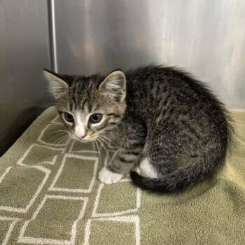 Chipmunk -  Domestic Short Hair Cat for Adoption in Indianapolis, Indiana - Chipmunk | PetCurious