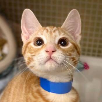 Cruz -  Domestic Short Hair Cat for Adoption in Buffalo, New York - Cruz | PetCurious