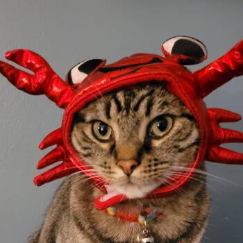 Wesley -  Domestic Short Hair Cat for Adoption in Huntsville, Alabama - Wesley | PetCurious