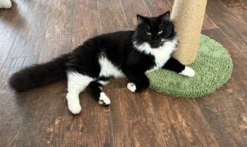 Rescue Domestic Long Hair Cats for Adoption in Wimauma, Florida - Jabba (& Anankin) | PetCurious