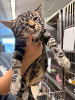 Peter -  Tabby Cat for Adoption in Camden, Tennessee - Peter | PetCurious