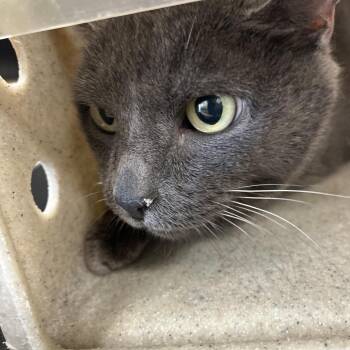 Bonds -  Domestic Short Hair Cat for Adoption in Philadelphia, Pennsylvania - Bonds | PetCurious