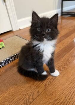 Bram Stoker -  Domestic Medium Hair Cat for Adoption in Warner Robins, Georgia - Bram Stoker | PetCurious