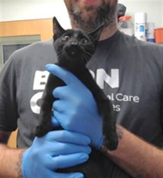 TANKA -  Domestic Short Hair Cat for Adoption in Albuquerque, New Mexico - TANKA | PetCurious