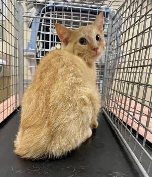 OLIVER -  Domestic Short Hair Cat for Adoption in Clyde, North Carolina - OLIVER | PetCurious
