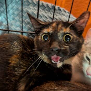 FRA-Stray-9960 -  Domestic Short Hair Cat for Adoption in Reisterstown, Maryland - FRA-Stray-9960 | PetCurious