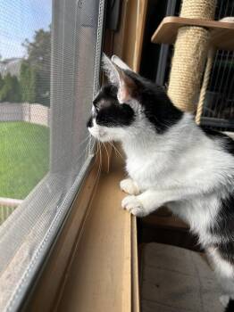 Domestic Short Hair Cats Available for Adoption - Sahara | PetCurious