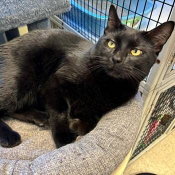 Kettle -  Domestic Short Hair Cat for Adoption in Braintree, Massachusetts - Kettle | PetCurious