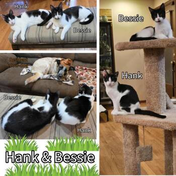 Bessie and Hank -  Domestic Short Hair Cat for Adoption in Newberg, Oregon - Bessie And Hank | PetCurious
