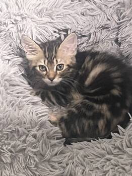 Rescue Tabby Cats for Adoption in Glen Raven, North Carolina - FIONA | PetCurious