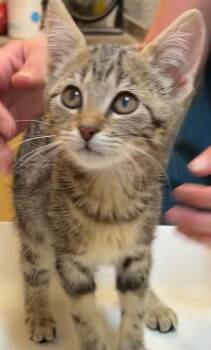 Domestic Short Hair Cats Available for Adoption in Elizabethton, Tennessee - MALLORY | PetCurious