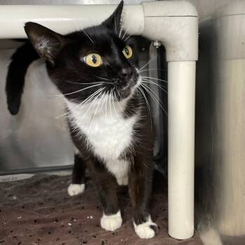 Midnight -  Domestic Short Hair Cat for Adoption in Roanoke, Virginia - Midnight | PetCurious