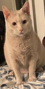 Rescue Domestic Short Hair Cats for Adoption in Port Chester, New York - Ovina | PetCurious