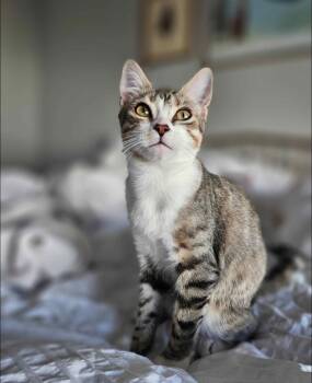 Domestic Short Hair Cats Available for Adoption - Lin | PetCurious