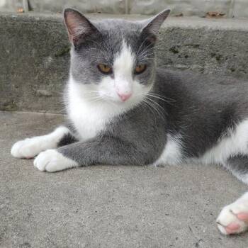 Domestic Short Hair Cats Available for Adoption in Charlottesville, Virginia - Dusky Denim | PetCurious