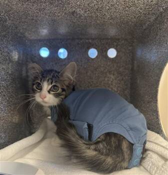 TRAP 25 -  Domestic Short Hair Cat for Adoption in San Jose, California - TRAP 25 | PetCurious