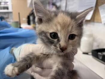 WIGGLES -  Domestic Short Hair Cat Available for Adoption in Santa Fe, New Mexico - WIGGLES | PetCurious