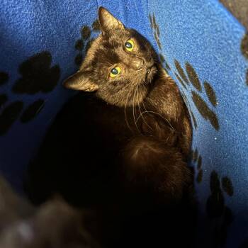 Justus -  Domestic Short Hair Cat for Adoption in Chehalis, Washington - Justus | PetCurious