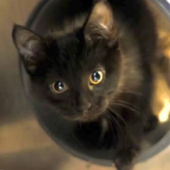 Curiosity -  Domestic Short Hair Cat for Adoption in Chicago, Illinois - Curiosity | PetCurious