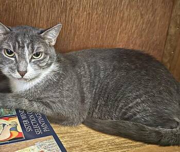 RENESMEE -  Domestic Short Hair Cat for Adoption in Tampa, Florida - RENESMEE | PetCurious