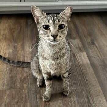 Carmela -  Domestic Short Hair Cat Available for Adoption in Panama City, Florida - Carmela | PetCurious