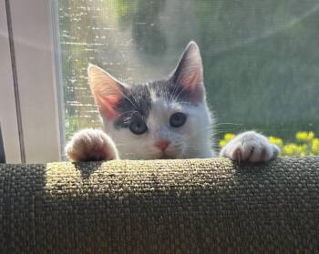 Domestic Short Hair Cats Available for Adoption in Macomb, Michigan - Lemon | PetCurious