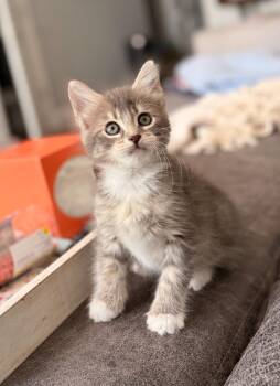 Luna -  Domestic Short Hair Cat for Adoption in Darien, Georgia - Luna | PetCurious