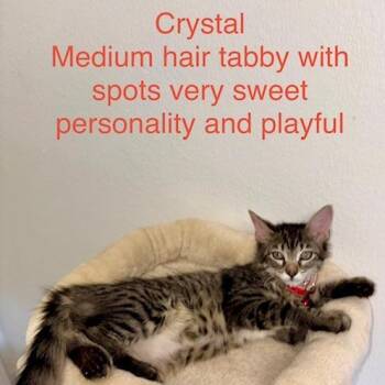 Crystal -  Domestic Medium Hair Cat for Adoption in Webster, Texas - Crystal | PetCurious