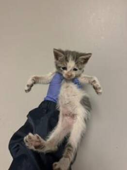 ZOODLES -  Domestic Short Hair Cat for Adoption in Doral, Florida - ZOODLES | PetCurious