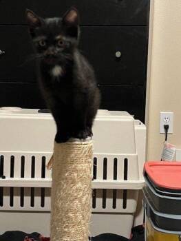 Rescue Domestic Short Hair Cats for Adoption - Molecule | PetCurious