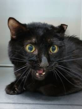 Rescue Domestic Short Hair Cats for Adoption in Sioux City, Iowa - Marina | PetCurious