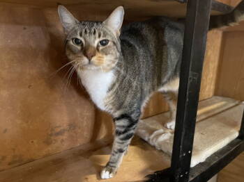 Rescue Tabby and Domestic Short Hair Cats for Adoption in Buford, Georgia - Laverne | PetCurious